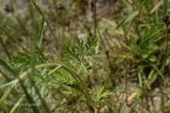 Artemisia macrocephala